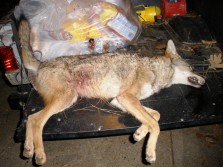 Dead coyote