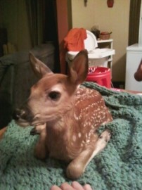 doe my family and i rescued