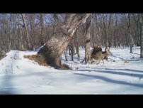Eagle Destroys Fleeing Deer