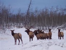 Elk are awesome
