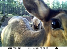 Elk Getting a Closer Look