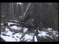 Elk Standoff Video. What would you do?