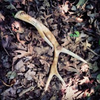 Found an antler shed while scouting