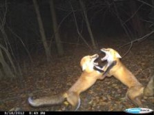 Fox fight on game cam.