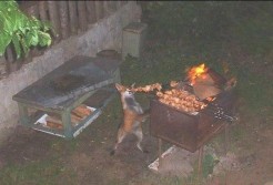 Fox for Dinner