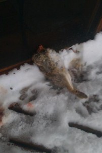 Foxes leaving headless wabbits on my deck