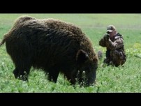 Giant Hungarian Boar Hunt Video