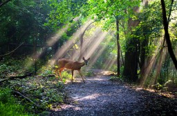 Good Morning Deer