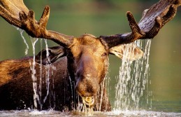 Great moose photo