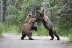 Grizzly Showdown