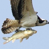 Hawk with a Fish