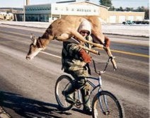 how to carry a deer on a bike