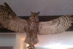 Huge Owl