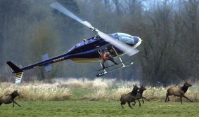 Hunting Elk from a Helicopter