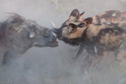 African Dogs Killing a WartHog