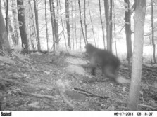What is this? Bear or SQUATCH?
