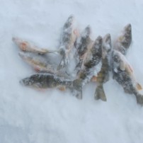 ice fish in
