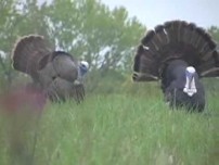 Incredible Turkey Hunt Video
