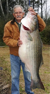 Largest ever landlocked striper: Alabama