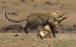 Leopard vs. croc.