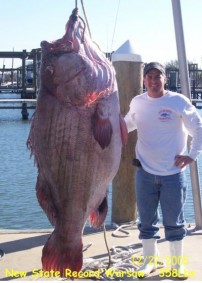 Louisiana 358 lb. Warsaw Grouper. State Record.