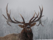 Monster Bull Elk Hunt