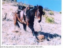 Mule kills Moutain Lion