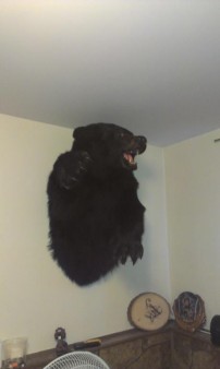 my bear