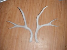 My First Pair of Sheds
