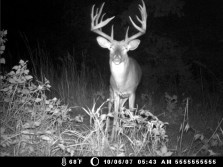 Old trailcam pic