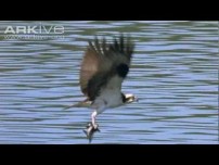 Osprey -- the ultimate fisher