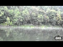 Video: Osprey vs Smallmouth Bass