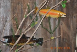 Palamino and brown trout