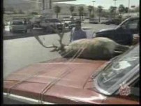 Pranking People with a Stuffed Deer