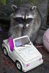 Raccoon Car jacking