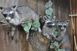 raccoon trio