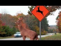 Radio Caller Says Deer Crossing Signs