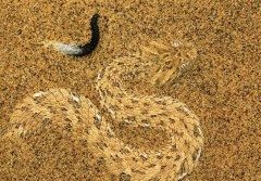 Rattler hiding in the sand.