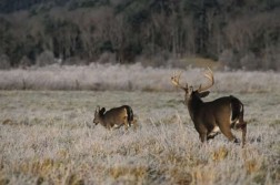 Ready for the rut?