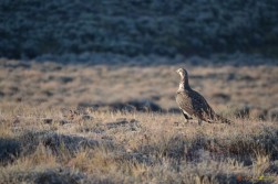 Sage Grouse in Whitney Canyon.