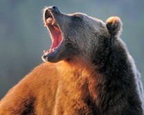 Should We Hunt Grizzly Bears?