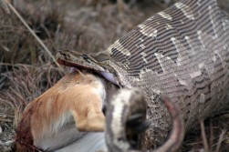 Snake eats Deer