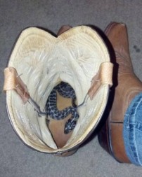 Snake in the Boot