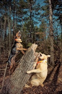Squirrel Dogs