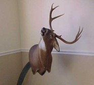 Taxidermy Done Wrong