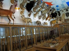 The Museum of Hunting and Nature in Paris