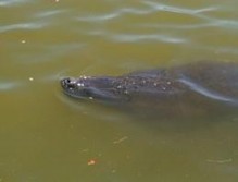 The Texas Marine Mammal Stranding Network has confirmed sightings of a rare West Indian Manatee in Galveston.
