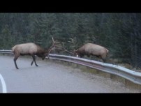The Ultimate Elk Fighting Championship