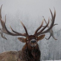 This is an awesome looking elk.