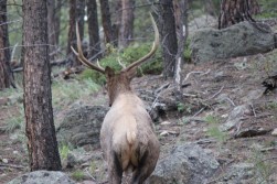 Today's elk.